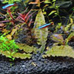 植栽から7日目　クリプトコリネ　ブローサ